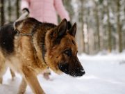Les races de chiens qui ont des aptitudes de sauvetage impressionnantes Berger Allemand