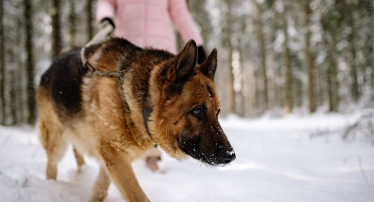Les races de chiens qui ont des aptitudes de sauvetage impressionnantes
