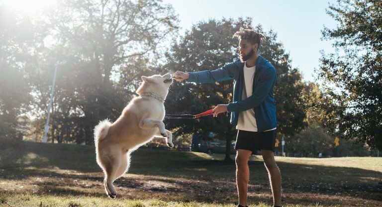 Les races de chien qui apprennent le plus vite
