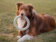 Les meilleurs accessoires pour rendre la vie de votre chien plus confortable chien jouet