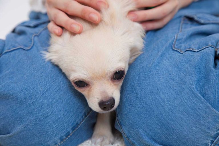 Les races de chien qui adorent les séances de massage