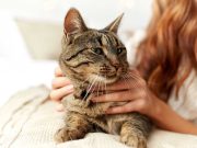 Les races de chat qui adorent se blottir dans les bras de leur maitre races de chat qui adorent se blottir dans les bras de leur maitre