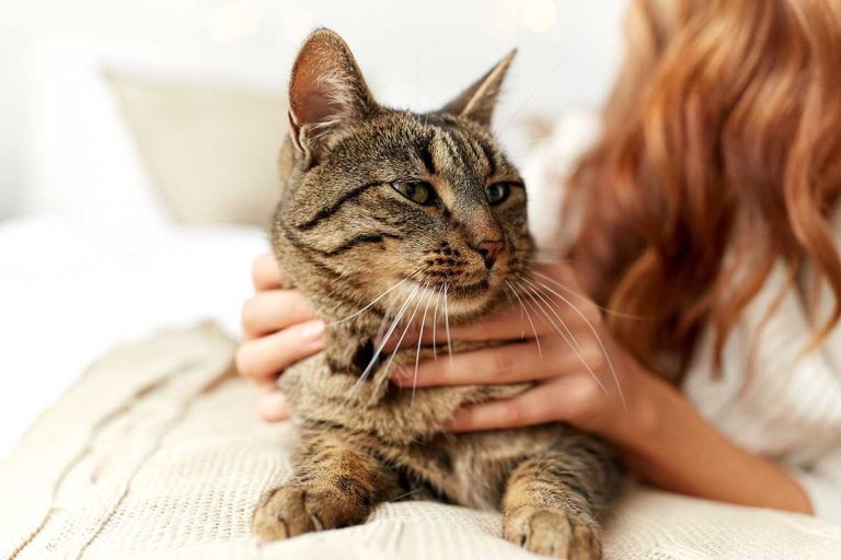 Les races de chat qui adorent se blottir dans les bras de leur maitre