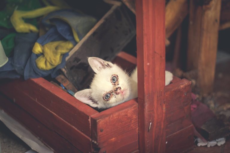 Les races de chat qui aiment se cacher dans leur petit coin secret