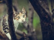 Les races de chat qui sont d’incroyables chasseurs races de chat qui sont d'incroyables chasseurs