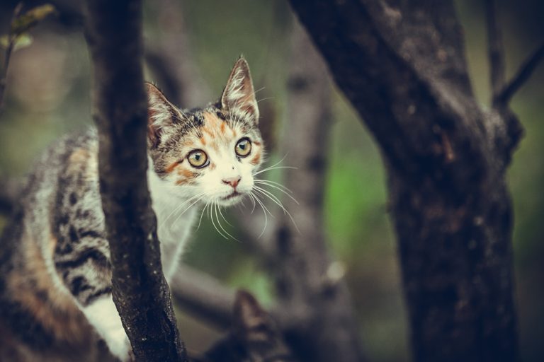Les races de chat qui sont d’incroyables chasseurs