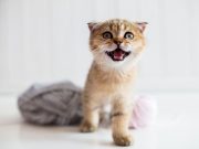 Les races de chats qui sont les plus drôles, de vrais clowns races de chats qui sont les plus drôles