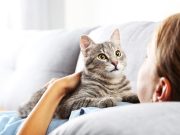 Ces races de chat adorent suivre leurs propriétaires partout races de chat suivent leurs propriétaires partout