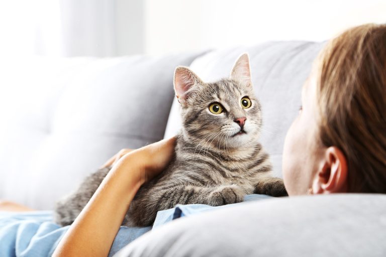 Ces races de chat adorent suivre leurs propriétaires partout