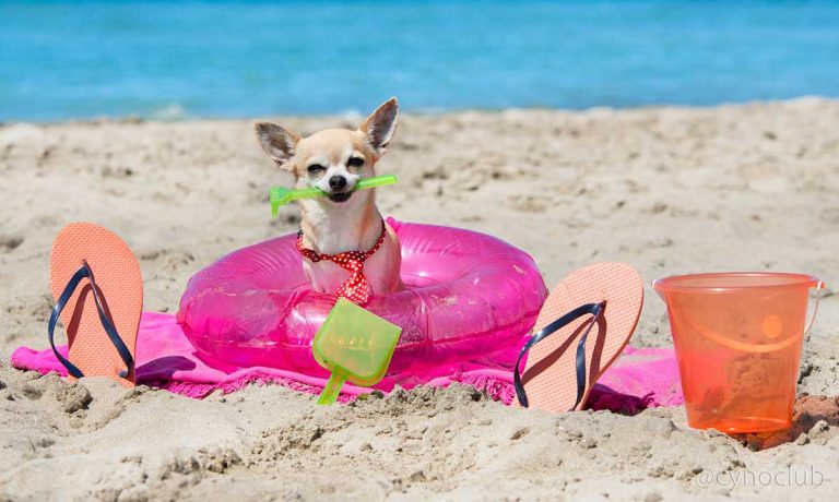 Les races de chien qui sont les plus adaptées aux climats chauds