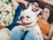 Les races de chien qui sont les plus adaptées à la vie en famille races de chien adaptées aux familles