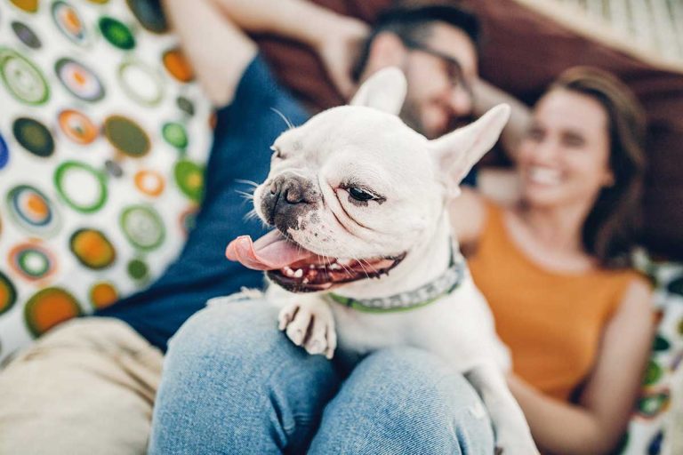 Les races de chien qui sont les plus adaptées à la vie en famille