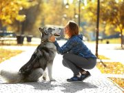 Les races de chien qui sont en adoration devant leur maître races de chien qui sont en adoration devant leur maître