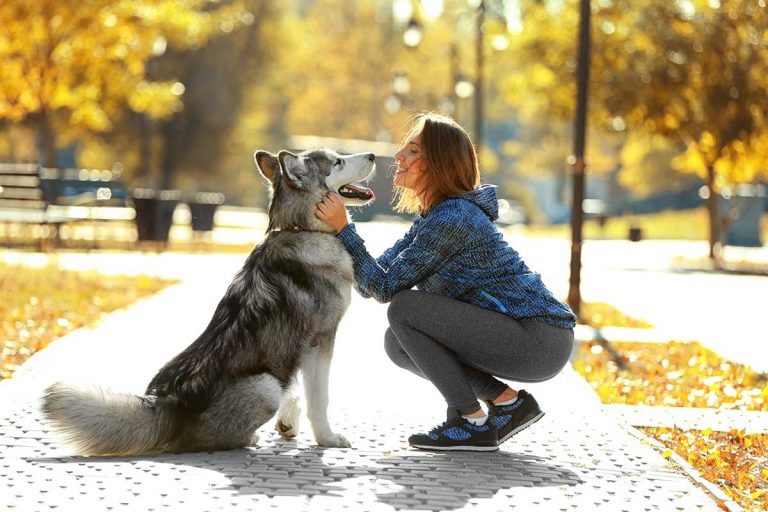 Les races de chien qui sont en adoration devant leur maître