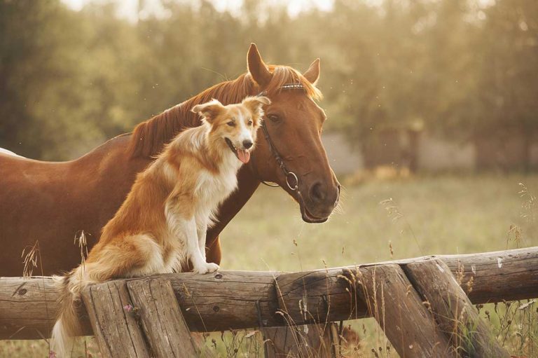 Les races de chien qui adorent être avec des chevaux