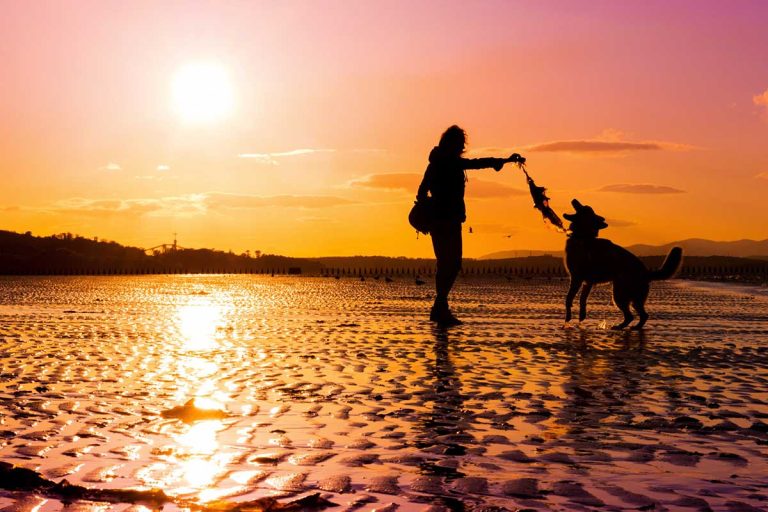 Les races de chien qui adorent le plus les promenades du soir avec leur maitre