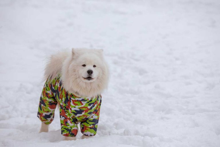 Les races de chien qui n’aiment pas du tout les vêtements