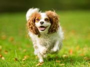 Les races de chiens qui apportent de la joie partout, des ambassadeurs de la bonne humeur races de chiens qui apportent de la joie partout