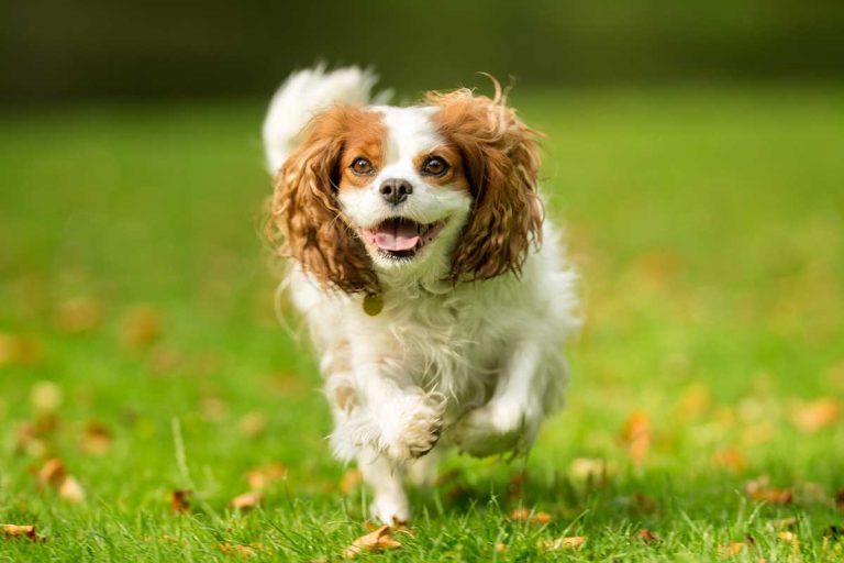 Les races de chiens qui apportent de la joie partout, des ambassadeurs de la bonne humeur