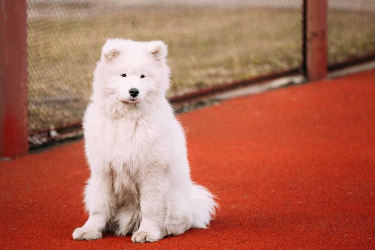 Les races de chien qui changent de pelage avec les saisons