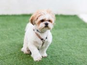 Les races de chien qui sont lents à comprendre races de chien qui ne comprennent pas vite