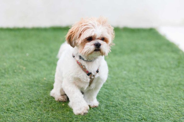 Les races de chien qui sont lents à comprendre