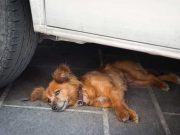 Les races de chien qui détestent les trajets en voiture  races de chien qui détestent les trajets en voiture