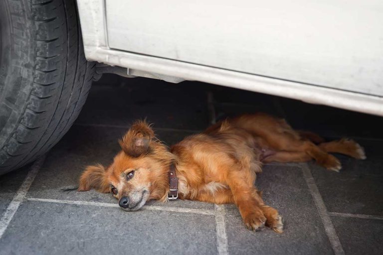 Les races de chien qui détestent les trajets en voiture 