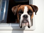 8 races de chien qui ont un équilibre parfait entre douceur et énergie races de chien qui ont équilibre entre douceur et énergie