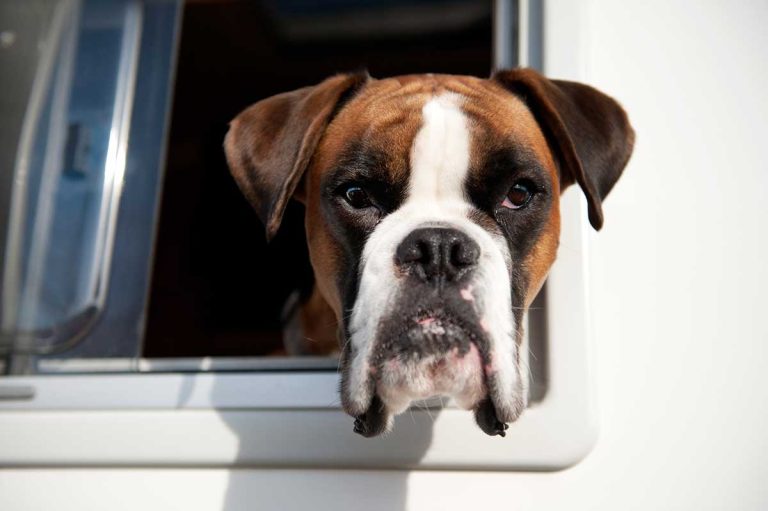 8 races de chien qui ont un équilibre parfait entre douceur et énergie