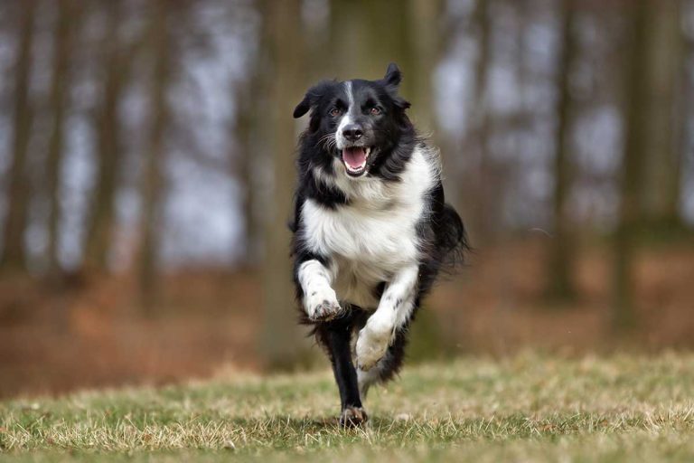 Les races de chien qui sont les plus énergiques