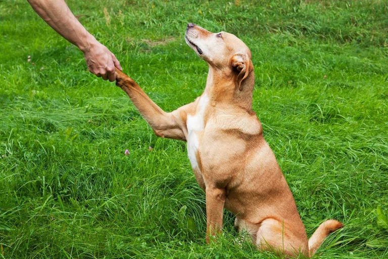 Les races de chien qui ont la plus grande facilité à apprendre des tours et des astuces
