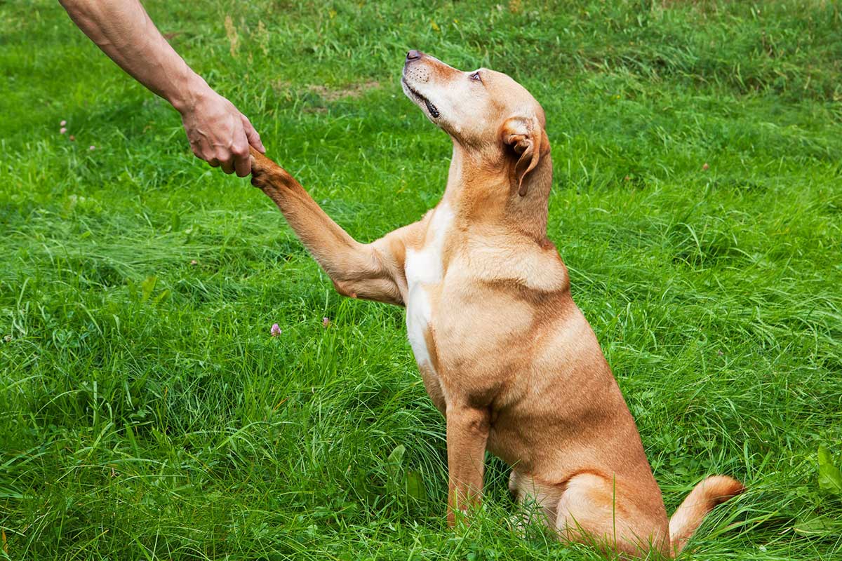 races de chien qui ont facilité à apprendre des tours