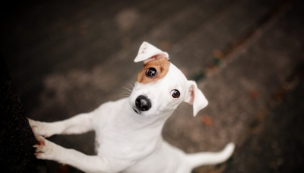 races de chiens adaptées aux familles actives