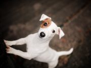 Quelles races de chiens sont les plus adaptées aux familles actives ? races de chiens adaptées aux familles actives