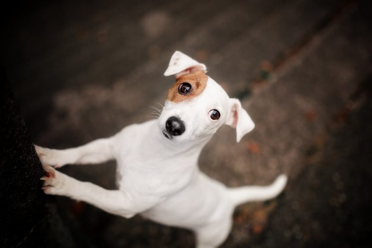 Quelles races de chiens sont les plus adaptées aux familles actives ?