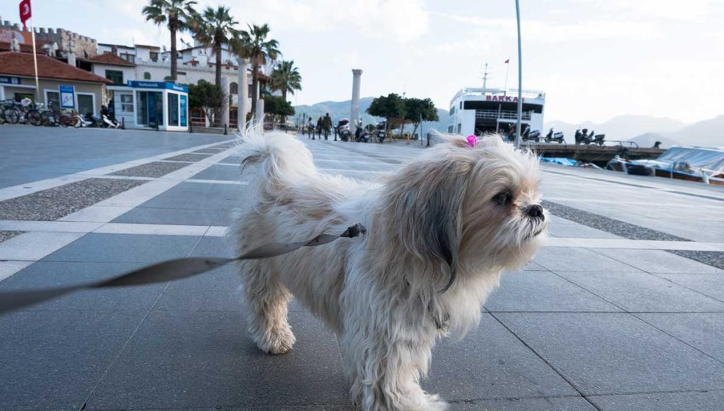 races de chiens qui sont idéales zone urbaine