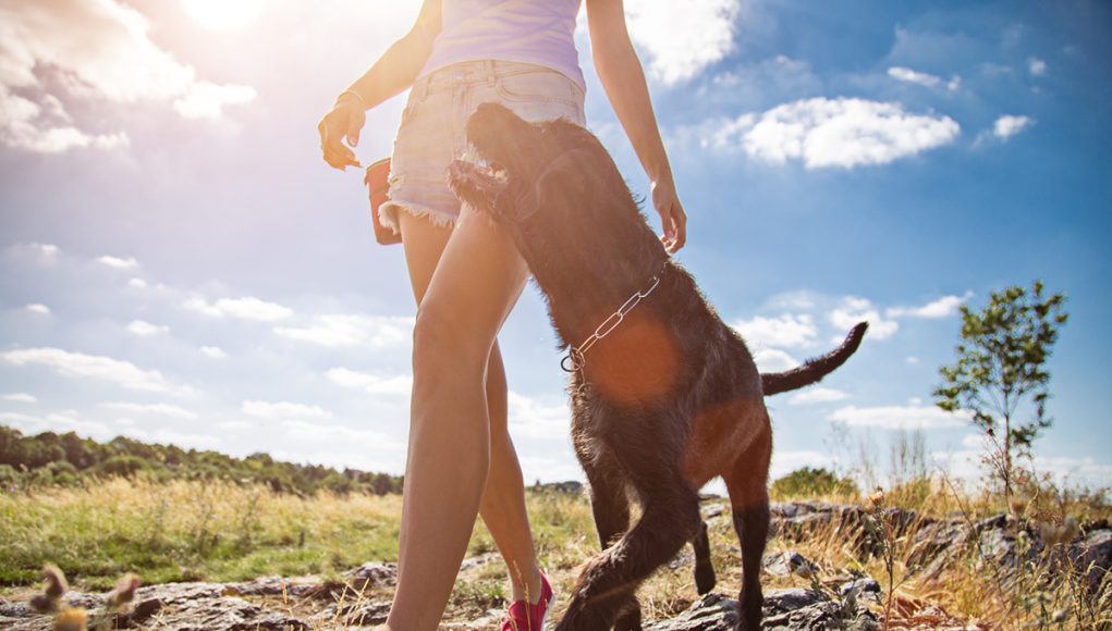 races de chien plus impatientes pour les promenades