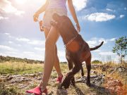Les races de chien les plus impatientes pour les promenades races de chien plus impatientes pour les promenades