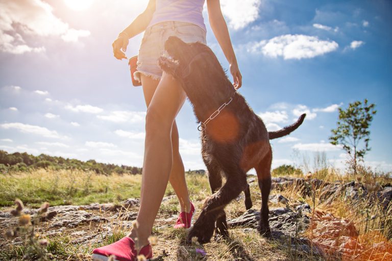 Les races de chien les plus impatientes pour les promenades