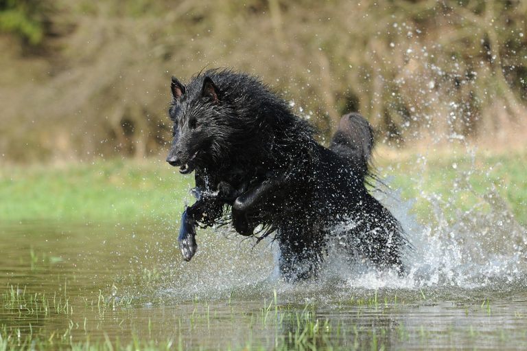 Les races de chien qui sont vraiment inapprochables