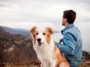Les races de chien qui ne lâchent pas leur maître d’une semelle races de chien qui ne lâchent pas leur maître d'une semelle