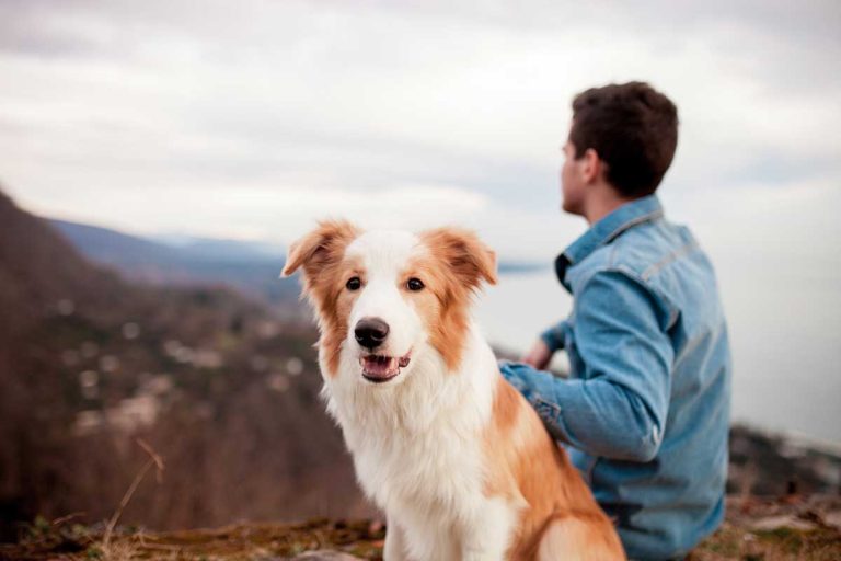 Les races de chien qui ne lâchent pas leur maître d’une semelle