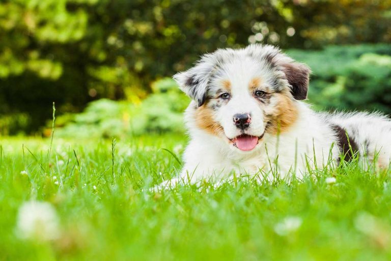 Les races de chien qui ont le plus de mémoire