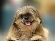 Les races de chien qui savent le mieux séduire leur maître races de chien qui savent le mieux séduire leur maître