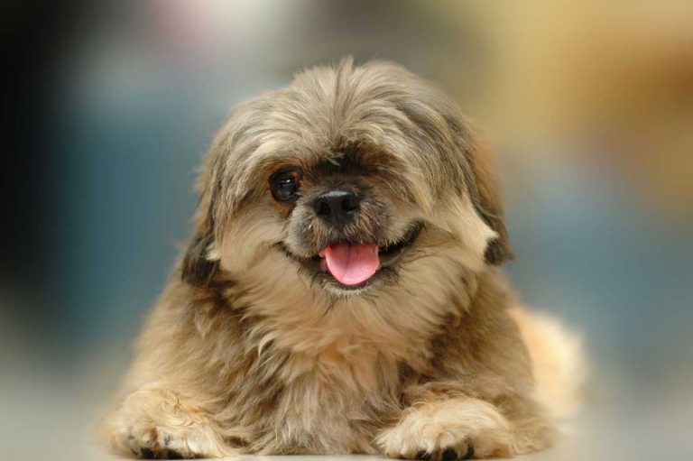 Les races de chien qui savent le mieux séduire leur maître