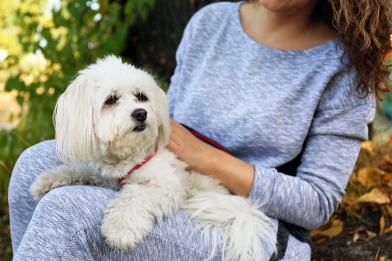 Les races de chiens qui sont idéales pour les propriétaires débutants