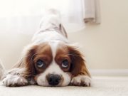 Les races de chien qui n’oseraient pas faire du mal à une mouche races de chien qui n’oseraient pas faire du mal à une mouche