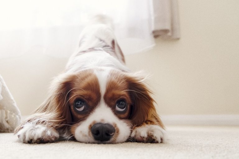 Les races de chien qui n’oseraient pas faire du mal à une mouche