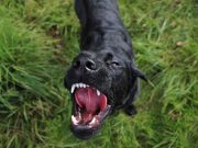 Les races de chiens qui sont vraiment pénibles à supporter races de chiens qui sont les plus pénibles à supporter